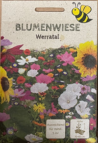 Samen Blumenwiese Werratal