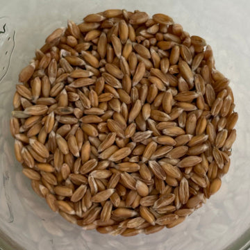 Dinkel